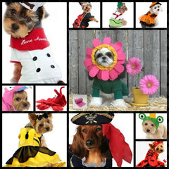 Costumes & Whimsy