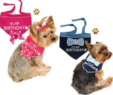 It's My Birthday (Girl or Boy) Bandana Scarf with Pin in Choice of color Pink or Blue - Daisey's Doggie Chic