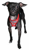 Racing Team Ultra Mesh Choke-Free Halter Harness in Red - Daisey's Doggie Chic