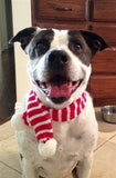 Candy Cane Striped Knit Scarf for Dogs Color Red/White - Daisey's Doggie Chic