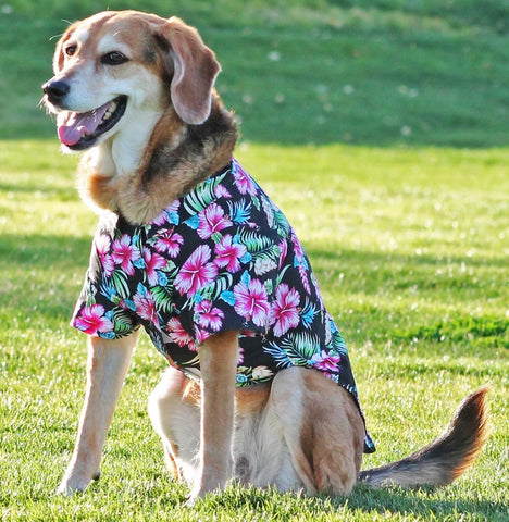 Camp Shirt in color Hawaiian Hibiscus Black Floral - Daisey's Doggie Chic