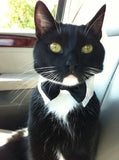 Formal Black Satin Bow Tie Tux Collar with Cuffs and Clip on Charm - Daisey's Doggie Chic