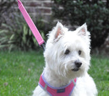 Reflective Nylon Leash with Soft Grip Handle - 60" Long x 3/4" wide - Available in 6 colors - Daisey's Doggie Chic