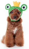 Plush Crown Prince Frog Hat for Dogs - Sizes XS to XL - Daisey's Doggie Chic