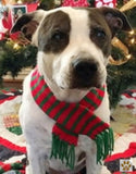 Candy Cane Striped Knit Fringe Scarf for Dogs Available in 4 Colors - Daisey's Doggie Chic