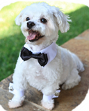 Holiday Formal Black Satin Bow Tie and Dress-up Collar - Daisey's Doggie Chic